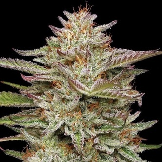 Banana OG Auto (Humboldt Seed Company) feminized