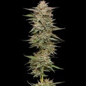 Banana OG Auto (Humboldt Seed Company) feminized