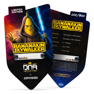 Bananakin Skywalker (Zamnesia Seeds x DNA Genetics) feminized