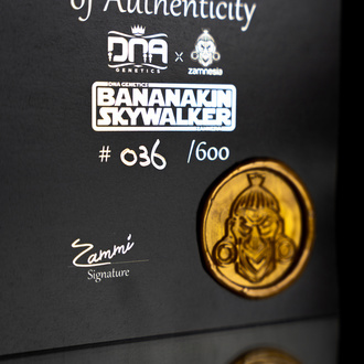 Bananakin Skywalker (Zamnesia Seeds x DNA Genetics) feminized