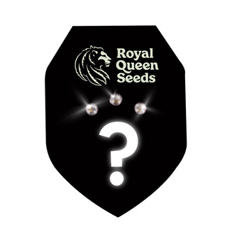Autoflower Mystery Seeds 3 (Royal Queen Seeds)