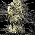 Zoap Rosé (Kannabia) feminized