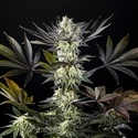Zoap Rosé (Kannabia) feminized