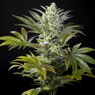 Clementine Slush (Kannabia) feminized