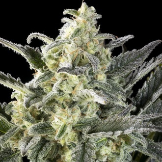 Clementine Slush (Kannabia) feminized