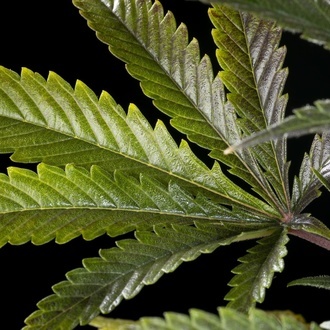 Clementine Slush (Kannabia) feminized