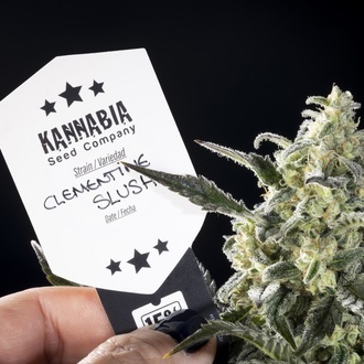 Clementine Slush (Kannabia) feminized