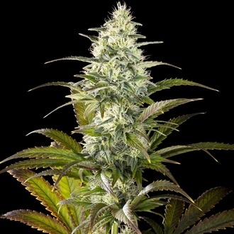 Clementine Slush (Kannabia) feminized