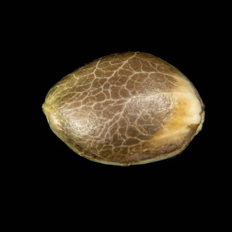 Clementine Slush (Kannabia) feminized