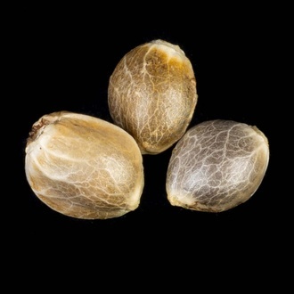 Clementine Slush (Kannabia) feminized