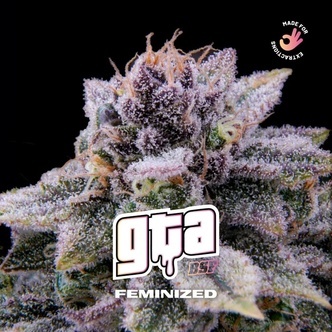 GTA (BSF Seeds) feminized