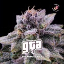 GTA (BSF Seeds) feminized