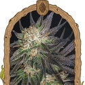 Georgia Cream (Exotic Seed) feminized