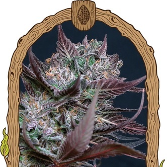 Black Lemon (Exotic Seed) feminized