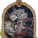 Black Lemon (Exotic Seed) feminized