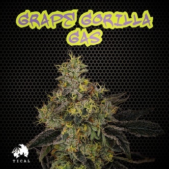 Grape Gorilla Gas (TICAL) feminized