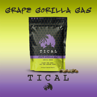 Grape Gorilla Gas (TICAL) feminized