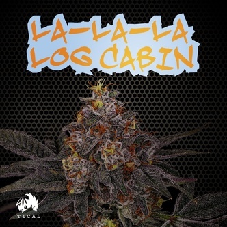 La-La-La Log Cabin (TICAL) feminized