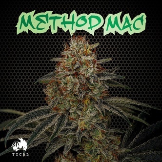 Method Mac (TICAL) feminized