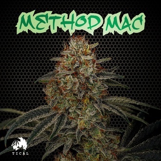 Method Mac (TICAL) feminized