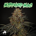 Method Mac (TICAL) feminized