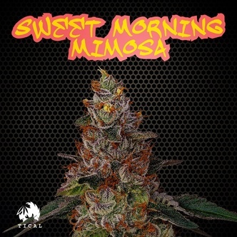 Sweet Morning Mimosa (TICAL) feminized
