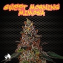 Sweet Morning Mimosa (TICAL) feminized
