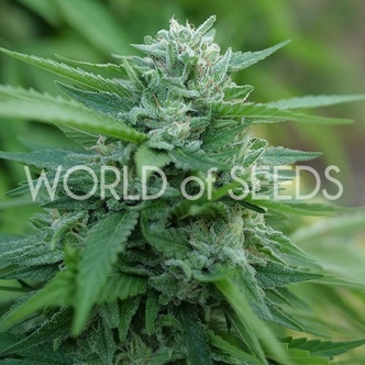 Mongolia THC Free (World of Seeds) feminized