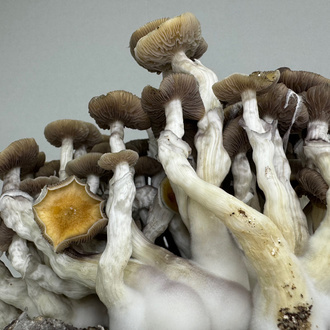 Zamnesia Ready-2-Grow Bag 'Golden Teacher'