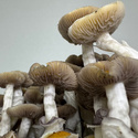 Zamnesia Ready-2-Grow Bag 'Golden Teacher'