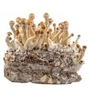 Zamnesia Ready-2-Grow Bag 'Golden Teacher'