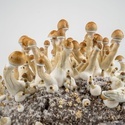Zamnesia Ready-2-Grow Bag 'Golden Teacher'