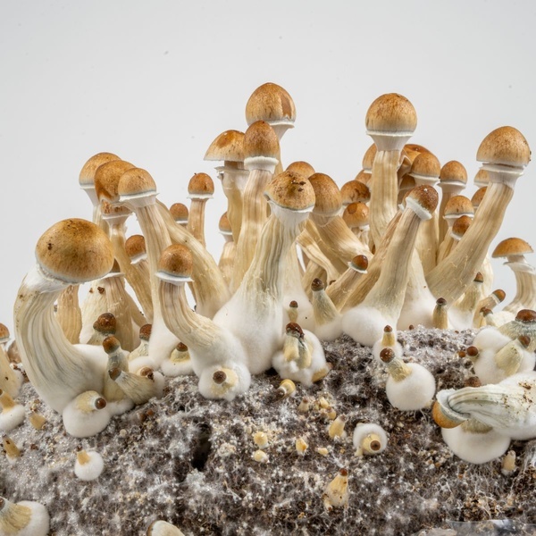 Zamnesia Ready-2-Grow Bag 'Golden Teacher'