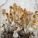 Zamnesia Ready-2-Grow Bag 'Golden Teacher'