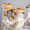 Zamnesia Ready-2-Grow Bag 'Golden Teacher'