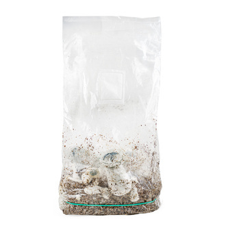 Zamnesia Ready-2-Grow Bag 'APE'