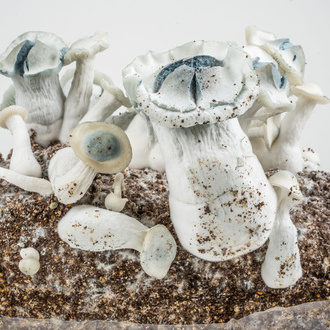 Zamnesia Ready-2-Grow Bag 'APE'