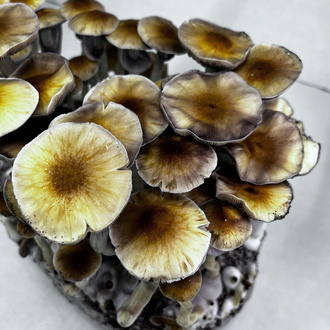 Zamnesia Ready-2-Grow Bag 'McKennaii' 