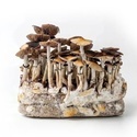 Zamnesia Ready-2-Grow Bag 'McKennaii' 