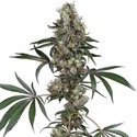 Chemberries (White Label) feminized