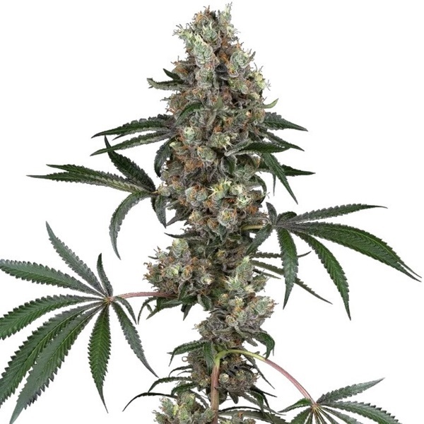 Chemberries (White Label) feminized