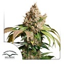 Auto Red Tropicana Cookies (Dutch Passion) feminized