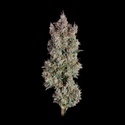 Shortcut Autoflower (Happy Valley Genetics) feminized