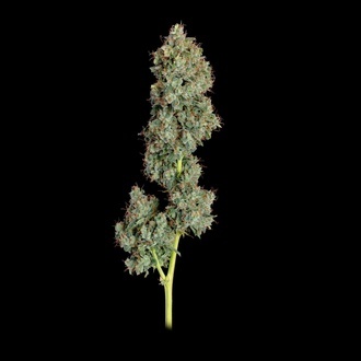 Everglades OG Autoflower (Happy Valley Genetics) feminized