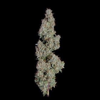 Pineapple Diesel Autoflower (Happy Valley Genetics) feminized