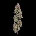 Oh My Thai Autoflower (Happy Valley Genetics) feminized