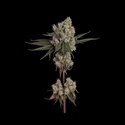 Another Level (Happy Valley Genetics) feminized