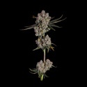 Candy Games 38 (Happy Valley Genetics) feminized