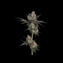 Knockout (Happy Valley Genetics) feminized