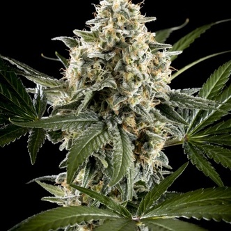 Sunset Sherbet Go Fast (Kannabia) feminized